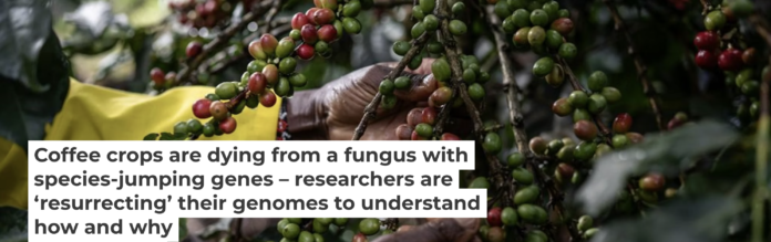 Coffee farming is critical to the economies of several African countries. Wang Guansen/Xinhua via Getty Images